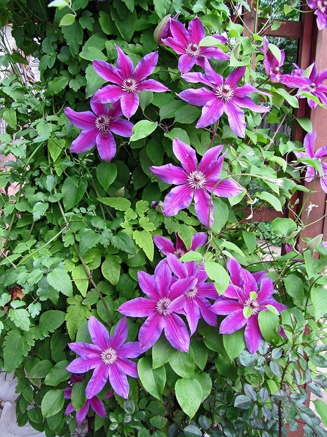 Clematis Fireworks - 5 Live Plants in 4 Inch Growers Pots - Clematis 'Fireworks' - Starter Plants Ready for The Garden - Beautiful Deep Pink and Purple Flowering Vine