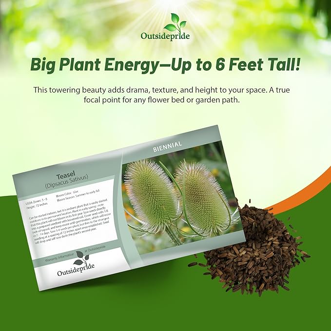 Outsidepride Teasel Seeds - 2000 Pcs. Biennal, Low Maintenance & Drought Tolerant, Flower Seeds for Planting Tall, Comb-Like Lilac Blooms for Cut Flower Arrangements & Pollinator Gardens