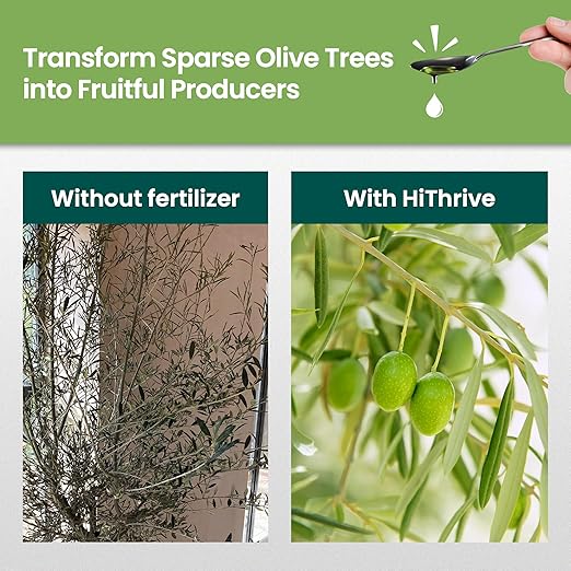 32oz Olive Tree Fertilizer – Makes 32 Gallons of Olive Plant Food – 2-in-1 Liquid Plant Food with Macronutrients + Micronutrients for Lush Foliage, Strong Roots, Bountiful Harvests & Plump Fruits
