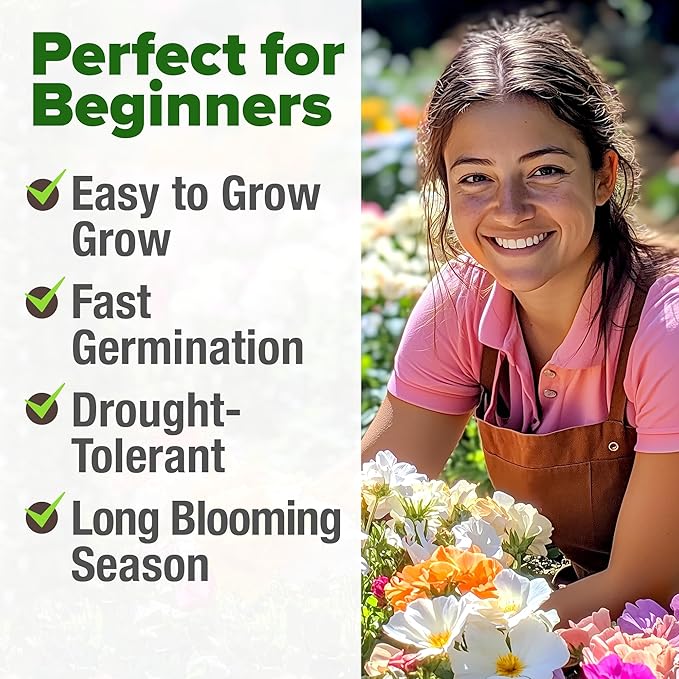 HOME GROWN 23,500+ Moss Rose Seeds (Bulk Pack) Annual Flower for Ground Cover - Heirloom Non GMO Portulaca Seeds for Planting Outdoors - Great for Low-Maintenance Gardens (Portulaca grandiflora)