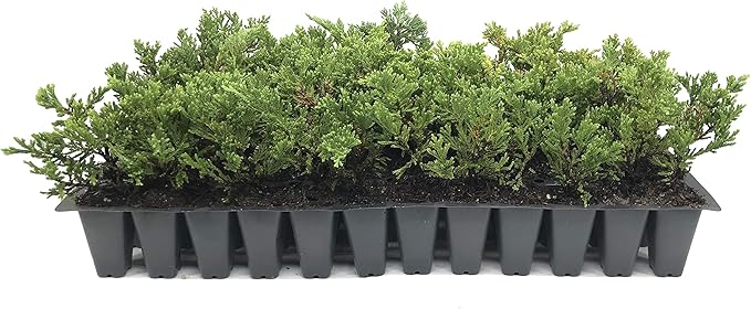 Prince of Wales Juniper - 20 Live Plants - Drought Tolerant Cold Hardy Evergreen Ground Cover