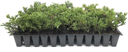 Prince of Wales Juniper - 20 Live Plants - Drought Tolerant Cold Hardy Evergreen Ground Cover