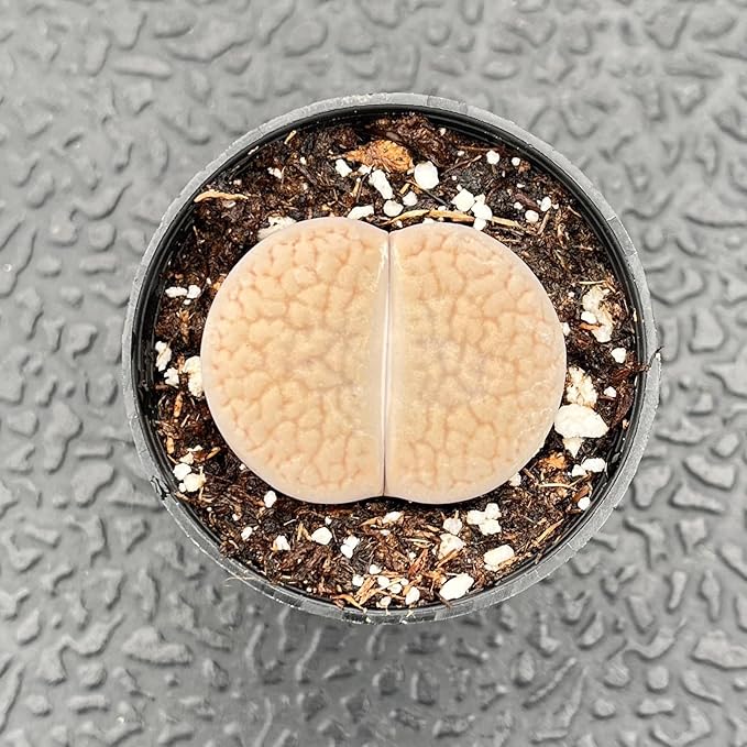 Sprout N Green 1-1.5in Lithops aucampiae L. Bolus, 3 Years Old Rare Living Stone Plant Fully Rooted in Pot, Cute Potted Succulents House Pebble Plant, Great for Terrarium Arrangement, DIY Project