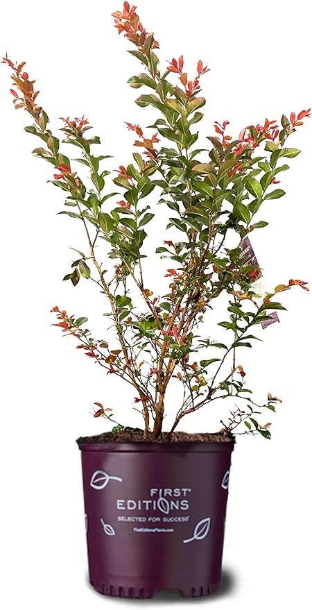 American Plant Exchange Ruffled Red Magic Crape Myrtle Tree Live, 3-Gallon Pot, 1-2ft Tall, Vibrant Red Flowers, Drought-Tolerant, Large Outdoor Landscape Accent, Year-Round Beauty