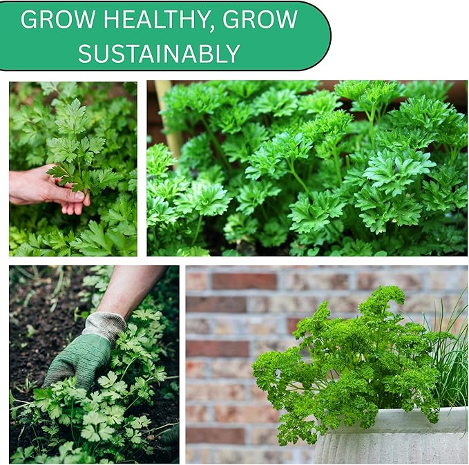 Woods Creek Seeds: Italian Flat Leaf Parsley Seeds for Planting - Over 3,000 Heirloom Non-GMO Italian Parsley Seeds for Planting - Beginner Friendly Herb Gardening for Indoor, Outdoor & Hydroponic
