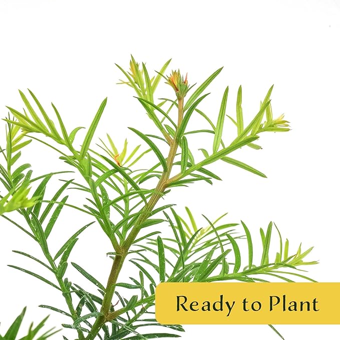 3 Coastal Redwood in 2.5” Nursery Cubes (Sequoia sempervirens) | Majestic Evergreen Tree for Shade, Privacy & Wildlife Support | Ready-to-Plant Live Starter Plants