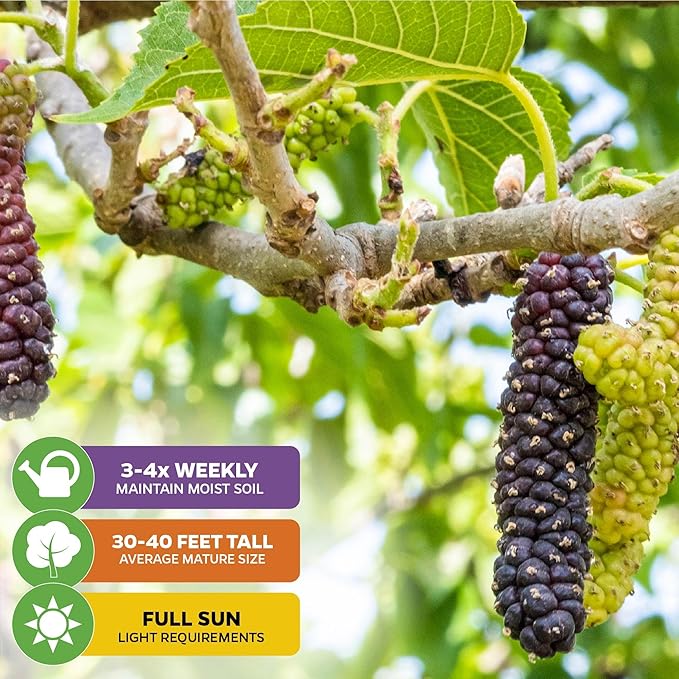 Pakistan Mulberry Live Tree - Morus Nigra Starter Plant - Wellspring Gardens - Dwarf Fruit Tree Ideal for Patio, Bonsai & Landscaping - Produce Fresh Berries -Companion to Elderberry Blueberry & Lilac