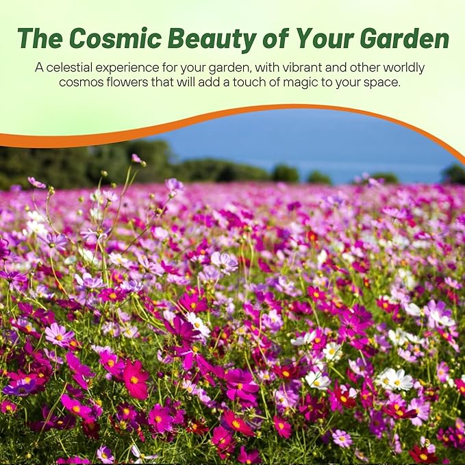 Outsidepride Sensation Mix Cosmos Bipinnatus Seeds - 5 lbs. Annual, Drought-Tolerant, Self-Sowing, Mixed Flower Seeds for Planting Outdoors, Easy-Grow Pollinator Garden & Cut Flowers (AAS Winner)