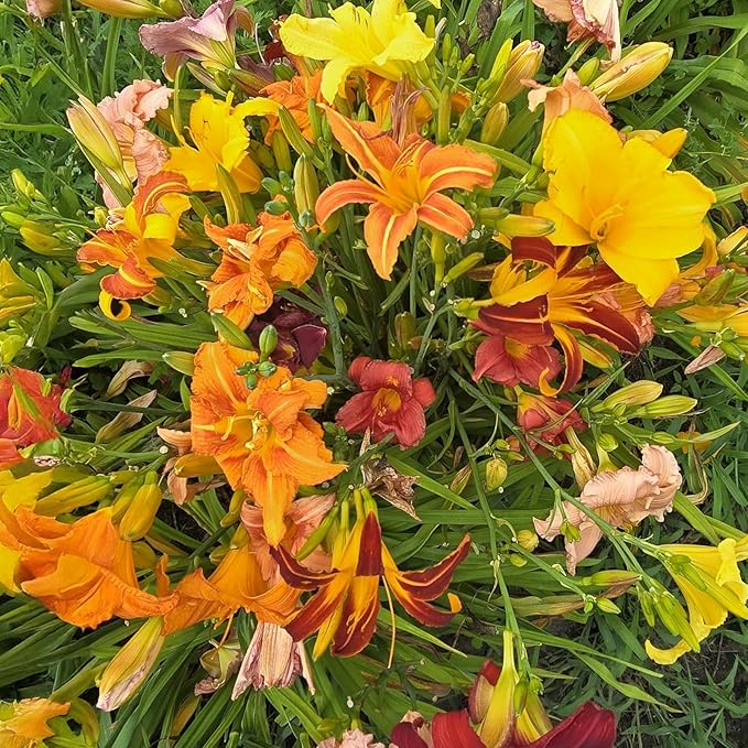 Hybrid Mixed Daylily Flower Bulbs – 3 Bulbs per Pack – Colorful Assortment, Pollinator Friendly, Rabbit Resistant – Hardy Perennial for Full Sun Gardens (Zones 3–9) Fall Planting Spring Blooming