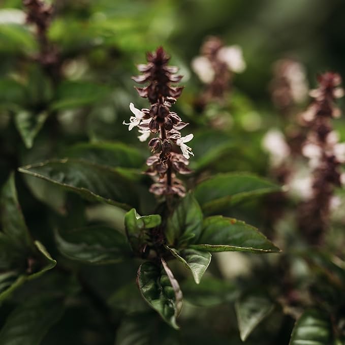 Cinnamon Basil - 250 Seeds - Heirloom & Open-Pollinated Variety, Non-GMO Culinary Herb Seeds for Planting, Grow Kitchen Herbs Indoors or Outdoors in Containers or The Home Garden, Thresh Seed Company