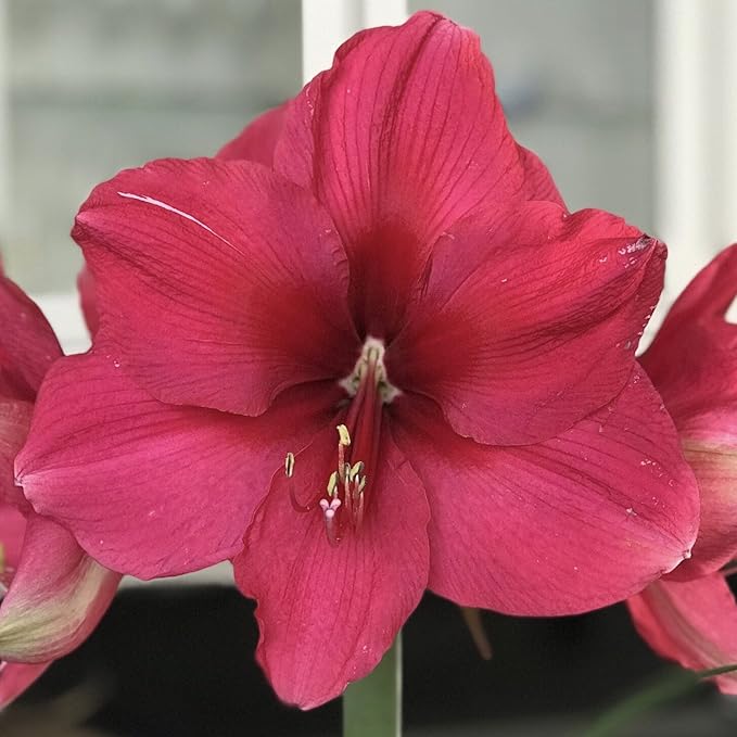 Easy to Grow Amaryllis Pink Surprise 1 Plant Bulb - Large Rich Pink Flowers Indoor Holiday & Outdoor Zones 9-11
