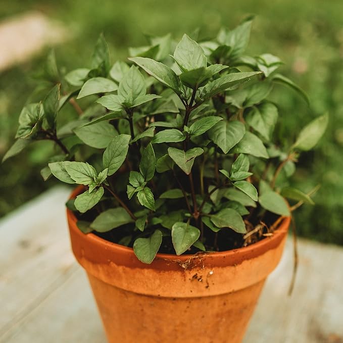 Cinnamon Basil - 250 Seeds - Heirloom & Open-Pollinated Variety, Non-GMO Culinary Herb Seeds for Planting, Grow Kitchen Herbs Indoors or Outdoors in Containers or The Home Garden, Thresh Seed Company