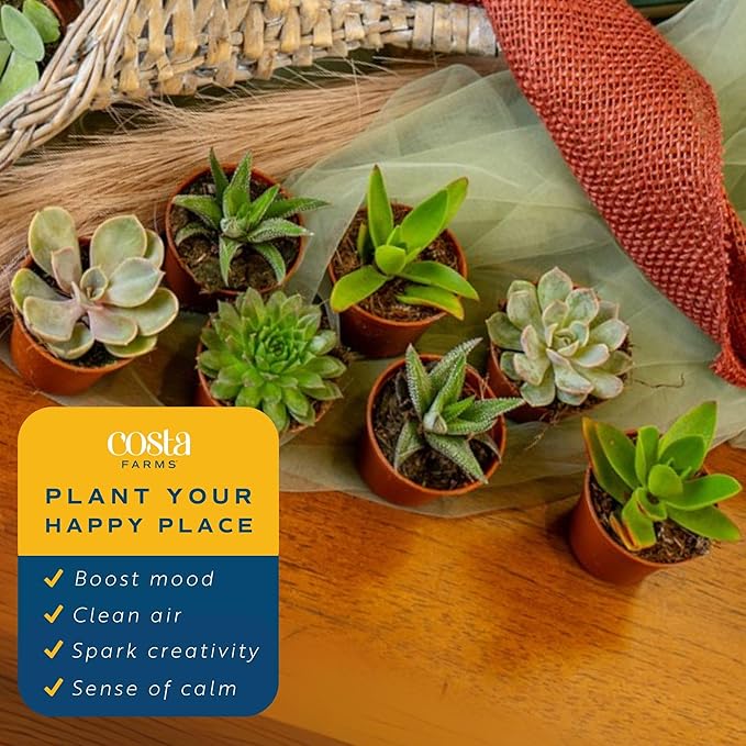 Costa Farms Mini Succulent Live Plants in Plastic Pots, Easy to Maintain Indoor Succulents, Houseplants for Home or Office Decor, Great House Warming or Party Favors, 2-3.5 Inches Tall, Pack of 25