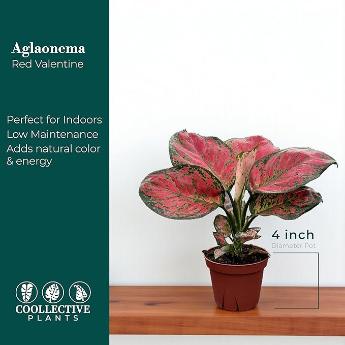 CoollectivePlants Aglaonema Red Valentine – Live Plant in 4″ Grower’s Pot, Chinese Evergreen Indoor Plant with Pink and Green Leaves, Easy Care, Includes UniHeat Pack for Winter Protection
