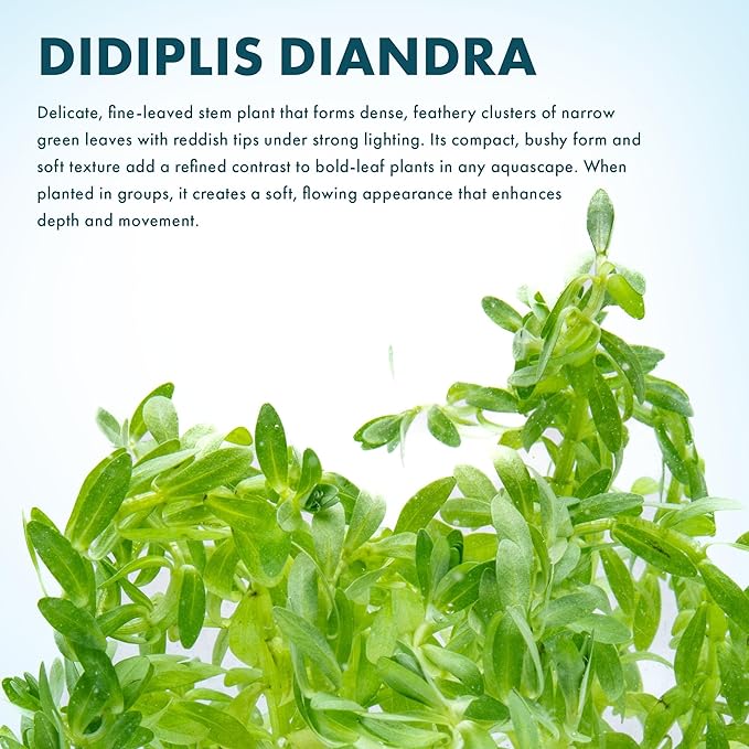 SubstrateSource Live Plants – Water Hedge (Didiplis Diandra) – High Light, Green with Red Tips, Midground to Background Accent – Lead Bunch, 1 Pack