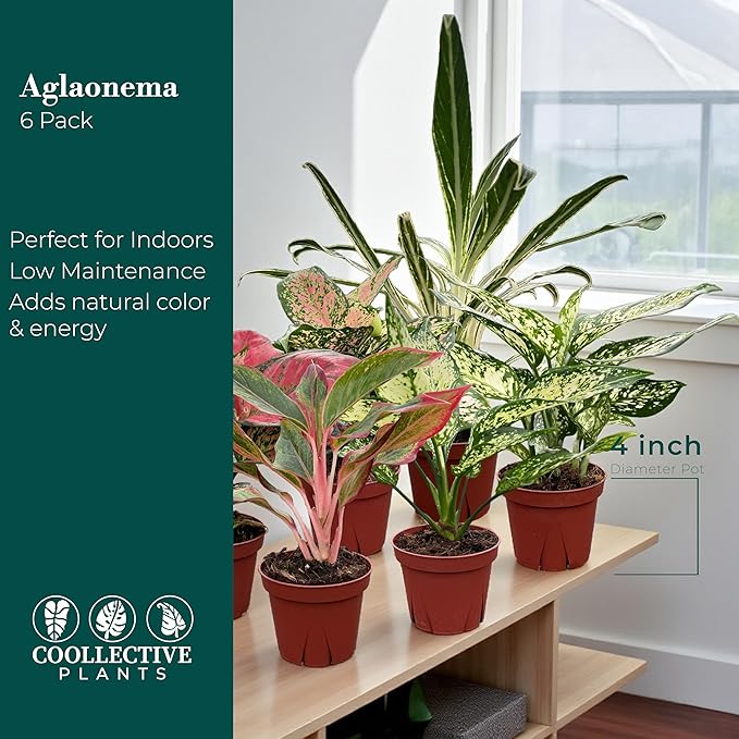 CoollectivePlants Aglaonema Live Plant Combo (Pack of 6) – Grower’s Choice Assorted Chinese Evergreen Indoor Plants Live Houseplants in 4” Growers Pots | Pet Friendly | Easy Care Low Light Houseplants