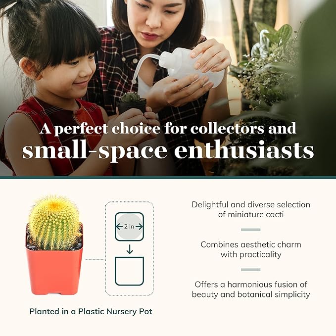 Shop Succulents | Can't Touch This Collection | Assortment of Hand Selected, Fully Rooted Live Indoor Cacti Plants, 12-Pack