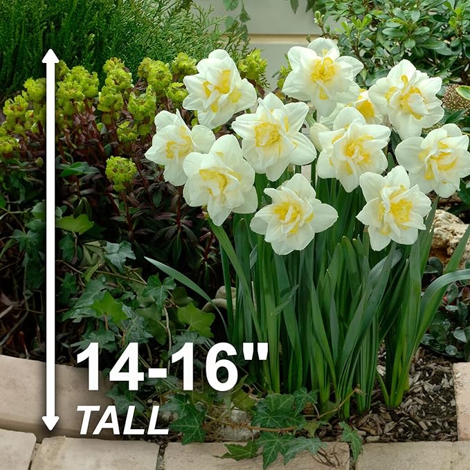 Garden State Bulb Narcissus White Lion Double Daffodil Flower Bulbs, 16/18cm, Fall Planting (Bag of 50)