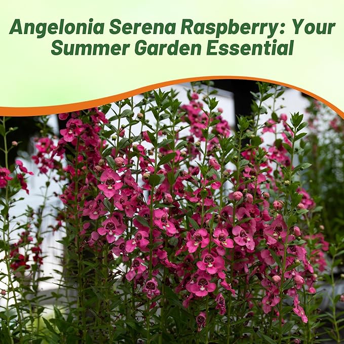 Outsidepride Serenita Raspberry Angelonia Snapdragon Seeds for Planting - 15 Pcs Perennial Flower Seeds, Pollinator-Friendly, Heat, Humidity & Drought-Tolerant, Compact Growth Habit for Containers