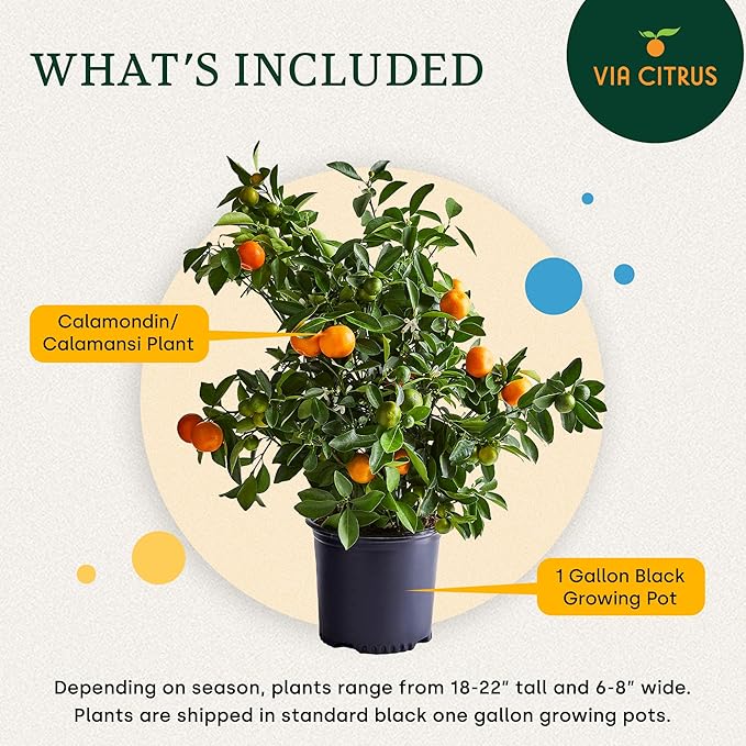 Calamondin Tree Live Plants Outdoor Plant 18-22" Tall - Dwarf Indoor Fruit Trees Live Plants Cannot Ship: CA, AZ/TX/LA – Patio Fruit Plant Pot, Housewarming Gifts, Real Citrus Tree Pot by Via Citrus