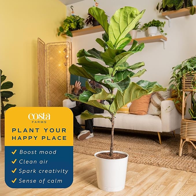 Costa Farms Fiddle Leaf Fig Tree Live Plant in Decorative Plant Pot, Large Indoor Houseplant, Perfect for Home, Room, or Office Decor, Great House Warming or Birthday Gift, 3-4 Feet Tall