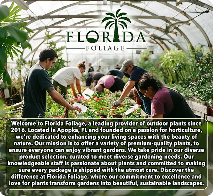 Blue Arrow Juniper | 10 Live Plants | Juniperus Scopulorum | Fast Growing Privacy Screen, Outdoor Evergreen Shrub, Narrow Columnar Shape, Low Maintenance Landscape, Drought Tolerant