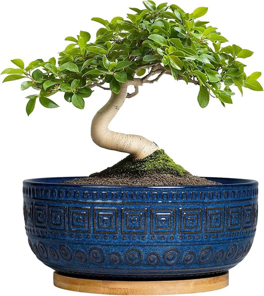 G EPGardening Bonsai Pots 8 Inch - Ceramic Succulent Pots, Round Planter for Indoor Plants, Modern Outdoor Planter with Drainage and Plant Saucer, Boho Home Decor, House Warming Gifts New Home, Blue