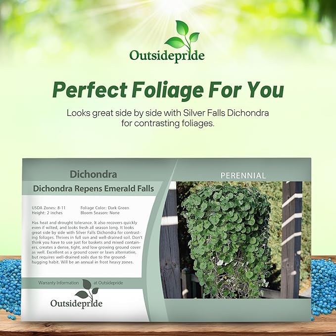 Outsidepride Perennial Dichondra Emerald Falls Seed - 30 Pcs Drought & Heat Tolerant, Low-Growing, Ground Cover Seeds for Planting Lush Green Ground Cover for Gardens, Pathways & Container Planting