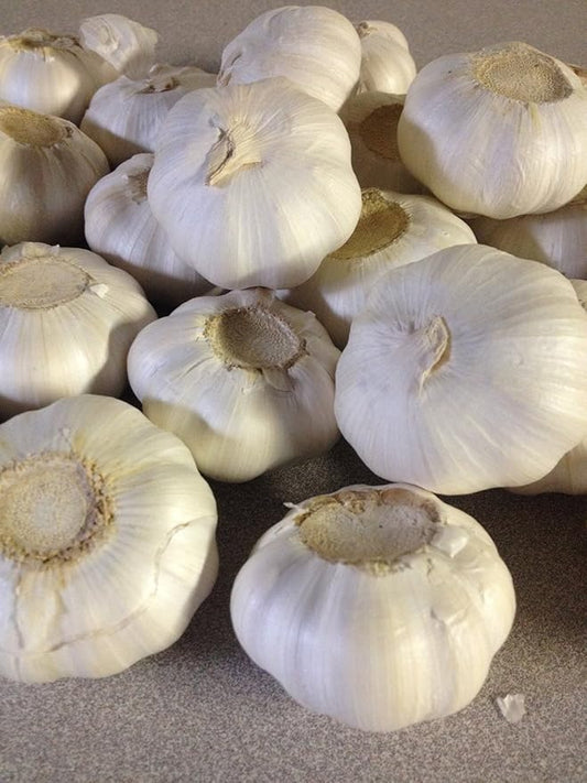 Garlic Bulbs, Whole Garlic Bulbs, 2 bulbs, Ready For Planting or Preparing as a great flavoring for any dish. JACOBS LADDER