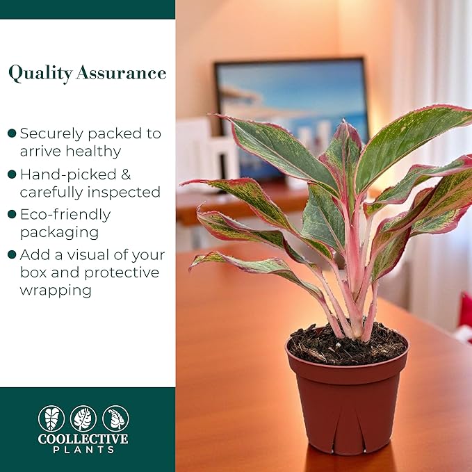 CoollectivePlants Aglaonema Siam Red – Aglaonema Live Plant in 4″ Growers Pot - Vibrant Red-Green Foliage, Live Indoor Plant