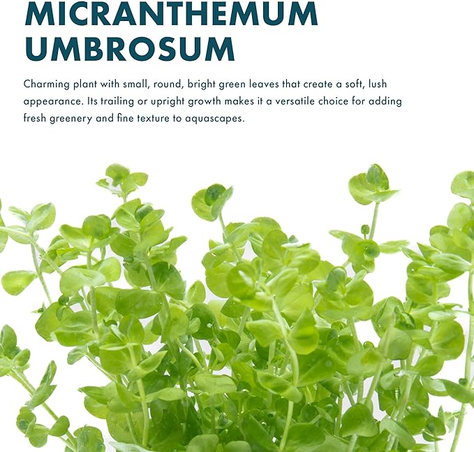 SubstrateSource Live Aquarium Stem Plants - Freshwater Aquatic Plant for Fish Tanks, Aquascaping - (Micranthemum Umbrosum Giant Baby Tears, 1 Bunch)