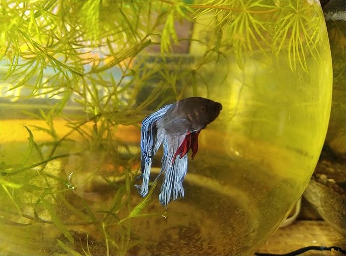Bundle of Live Male Betta Fish with Hornwort Plants and 5 Inch Spherical Fish Tank, Indoor/Outdoor Home Aquarium