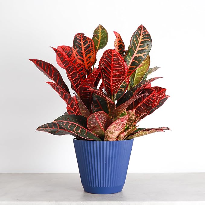 Thorsen's Greenhouse Live Petra Croton Plant, Codiaeum Variegatum, Colorful Foliage, Live Indoor Houselant (Navy, 6-inch Pot)