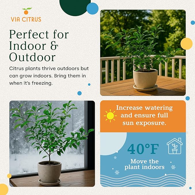 Yuzu Citrus Fruit Trees Live Plants 14-18" Tall - Outdoor Planting & Indoor Fruit Trees Live Plants, No Shipping to CA, AZ,TX,LA - Yuzu Tree Plant, Wild Mandarin Orange Tree Variety by Via Citrus