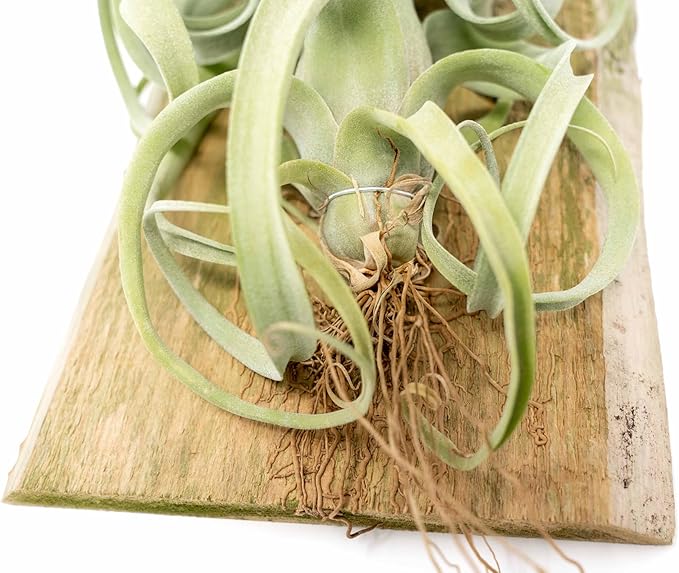 Air Plant Shop Tillandsia Curly Slim Mounted on Natural Cedar Plank - Wholesale and Bulk - Succulents - Live Tillandsia - Easy Care Indoor and Outdoor House Plants