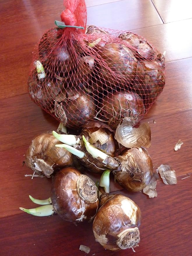 Ziva Paperwhite Flower Bulbs - 10 Bulbs - Large 15/+ cm Size - Paperwhite Narcissi