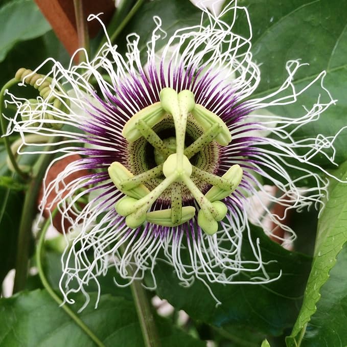 Passion Fruit Possum Purple Price Includes Four (4) Plants