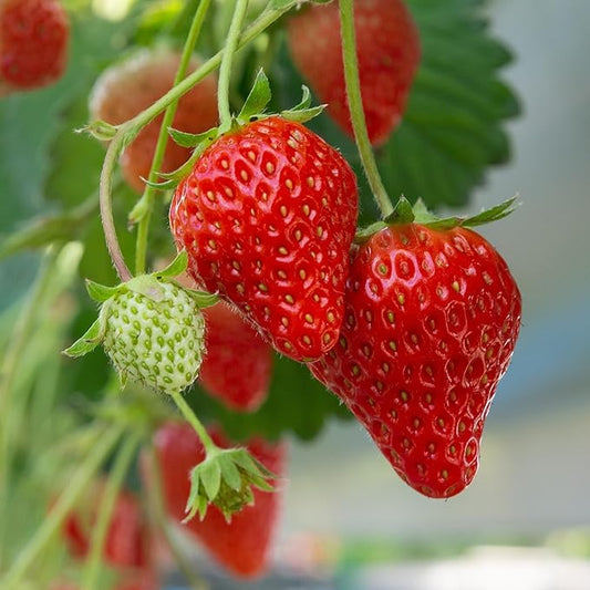 Earliglow Strawberry Plants from Hand Picked Nursery - Easy to Grow June Bearing Variety - Bare Root Strawberry Plants (15)