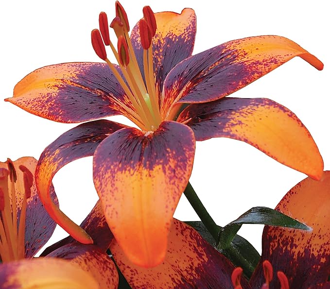 Easy to Grow Lilium Asiatic Tango Lily 'Orange Art' (3 Pack) Garden Plant Bulbs, Black and Orange Flowering Blooms