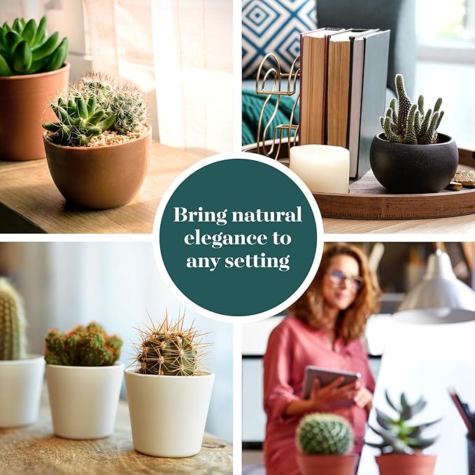Shop Succulents Premium Live Mini Cactus Plants in Bulk 2" Pots, Easy Care Indoor or Outdoor Gardening, Terrariums, Favors, & Contemporary Spaces with Hardy, Resilient Varieties, Pack of 32