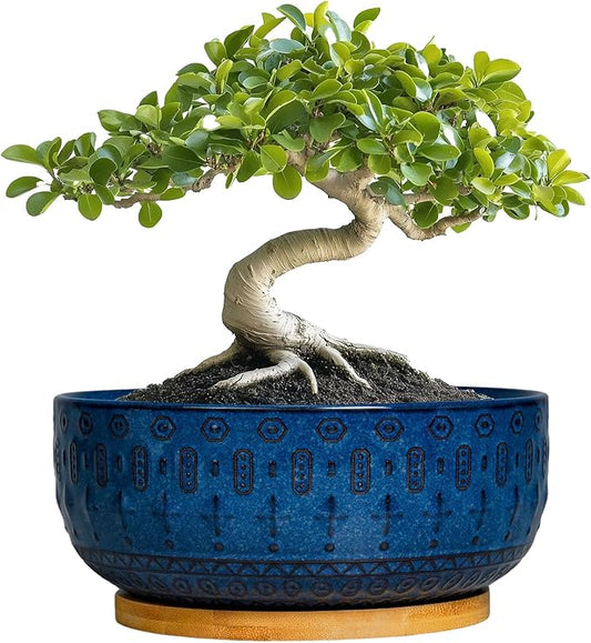 Bonsai Pots - 8 Inch Ceramic Succulent Pots with Drainage Hole and Saucer, Planters for Indoor Plants, Modern Round Decorative Flower Planter, Home Decor, Housewarming Gifts, Blue