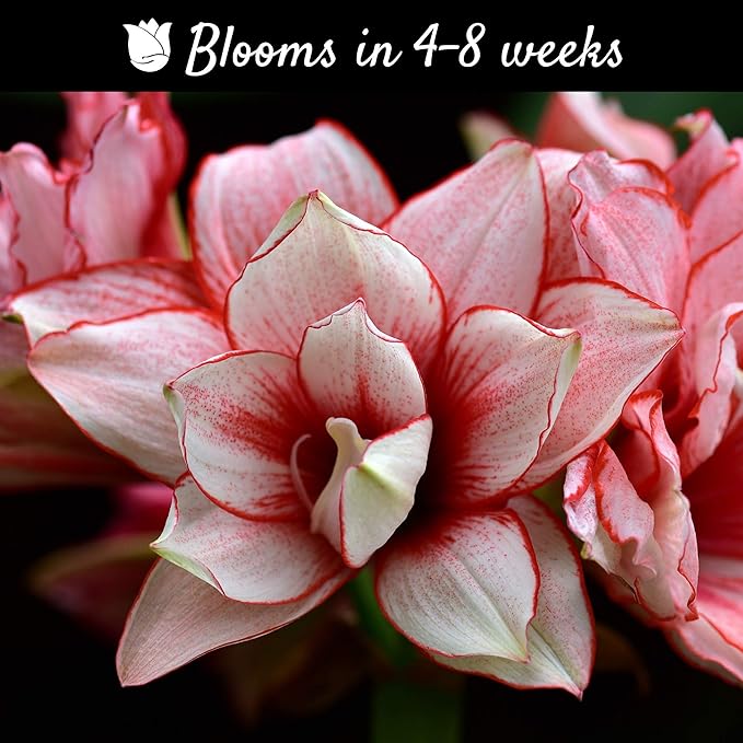 Easy to Grow Amaryllis Elvas 1 Plant Bulb - White & Red Double Flowers for Indoor Holiday & Outdoor Zones 9-11