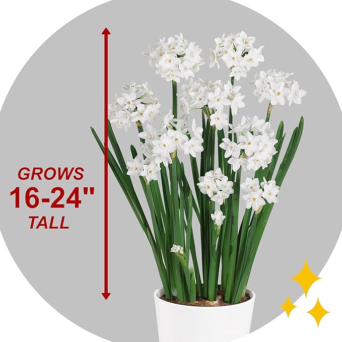 Garden State Bulb Ziva Paperwhite Flower Bulbs, 14/15cm, Holiday Blooms (Bag of 15)