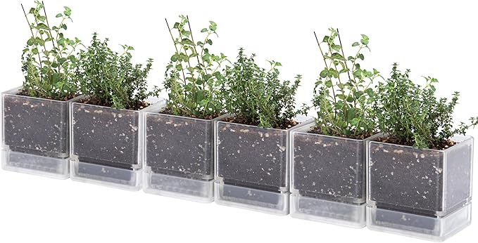 D'vine Dev 4 Inch Herb Planter Pot, Plastic Planter with Drainage Holes and Saucer, Modern Decorative Gardening Pot for Indoor Plants, Flowers, Herbs, Succulents, Clear, Set of 6, 76-Y-D-6