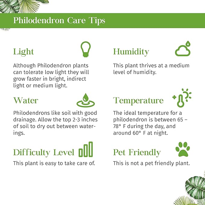 Philodendron Silver Stripe Live Plant for Indoor | Different Houseplants in 4'' & 6'' Pot | Real House Plant Decor for Living Room, Office, Desk & Bathroom | Philodendron hederaceum | Stripe Philo