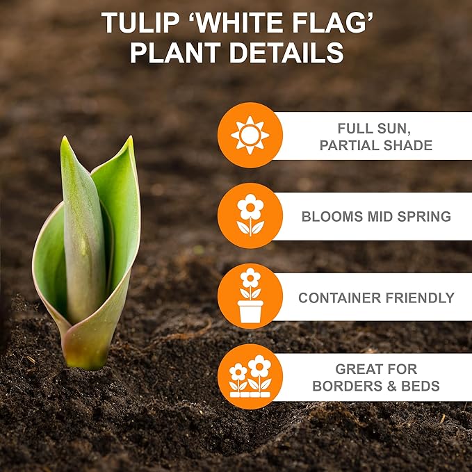 Garden State Bulb Triumph White Flag Tulip Flower Bulbs, 12/+ cm, Fall Planting(Bag of 25)