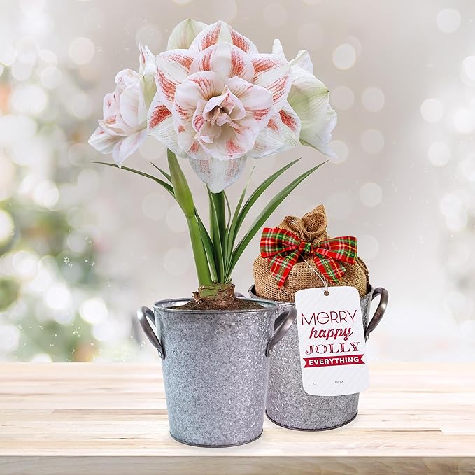 Garden State Bulb Galaxy Nymph Double Amaryllis Bulb Holiday Gift Kit, 26/28cm