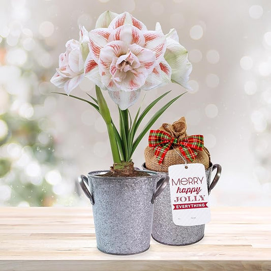 Garden State Bulb Galaxy Nymph Double Amaryllis Bulb Holiday Gift Kit, 26/28cm