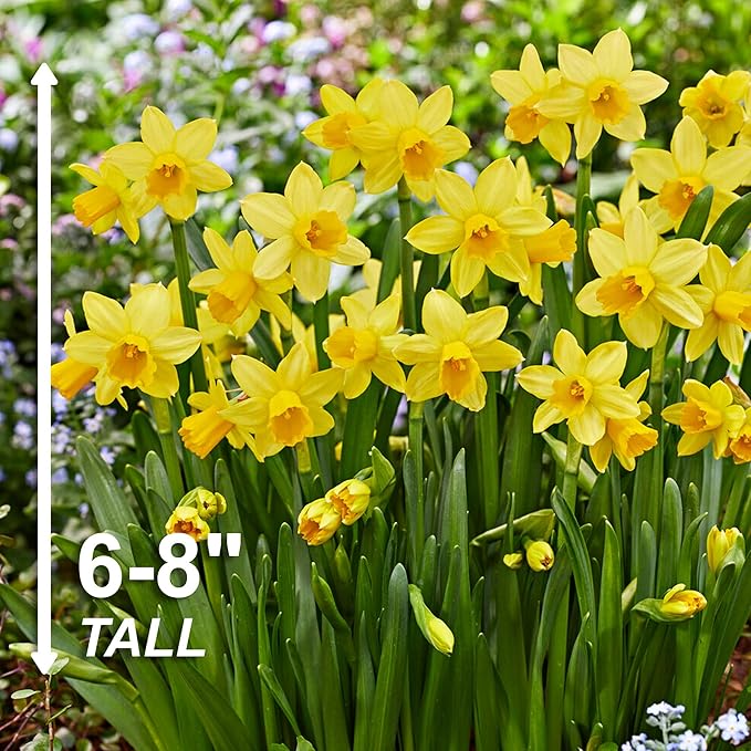 Garden State Bulb Narcissus Tete-a-Tete Daffodil Flower Bulbs, 12/14cm, Fall Planting (Bag of 100)