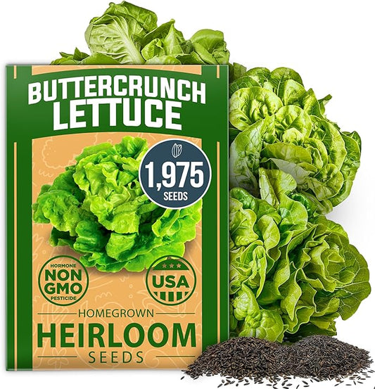 HOME GROWN Buttercrunch Lettuce Seeds Bulk Pack - 1975 Heirloom Seeds for Hydroponic Garden Indoor Outdoor - Butter Lettuce Vegetable for Planting (Lactuca Sativa)